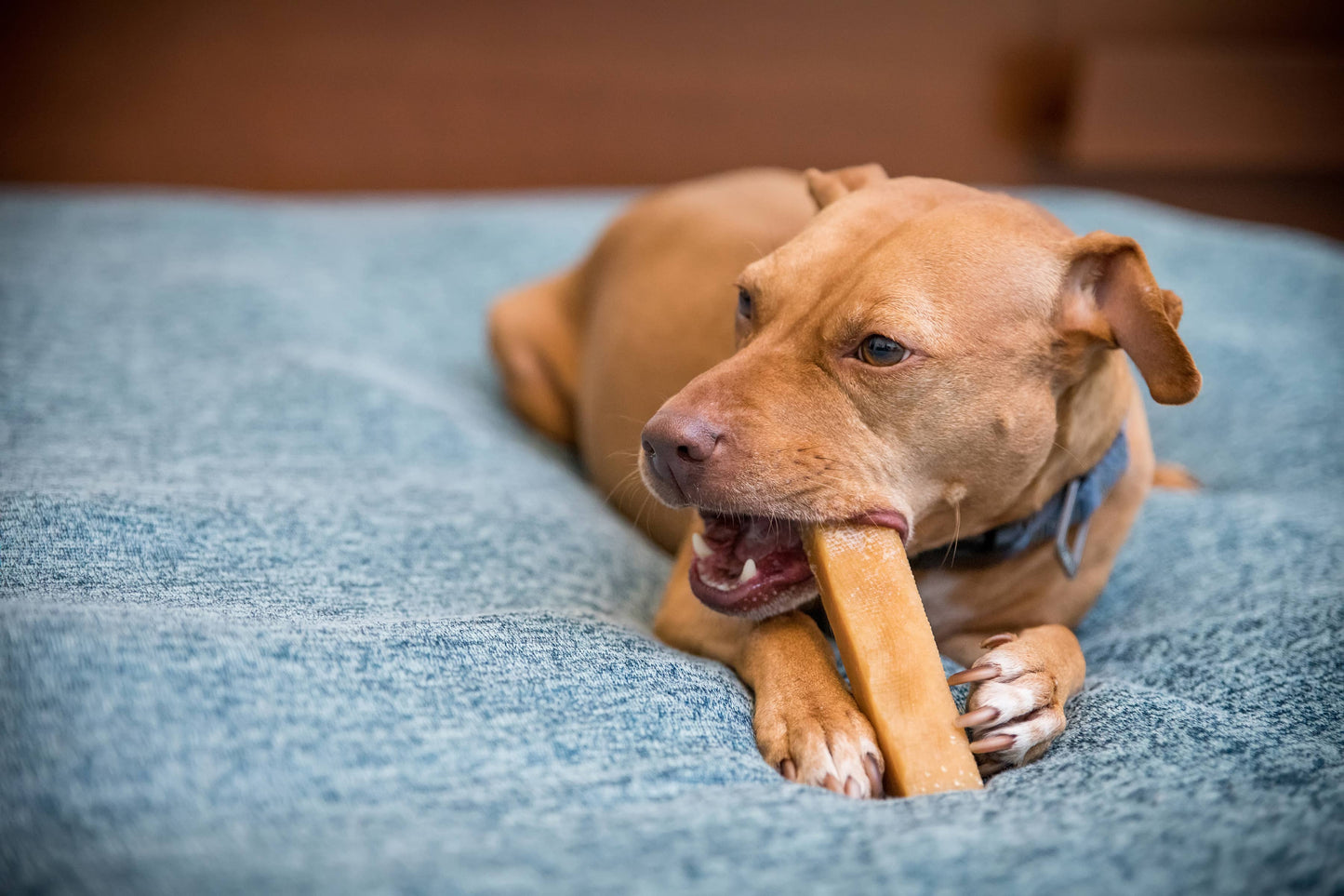 KATHMANDU'S Himalayan Yak Chews: Medium (2.5 - 3.0 oz)
