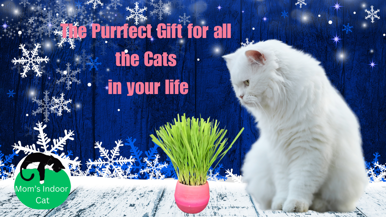 Cat Grass Gardens