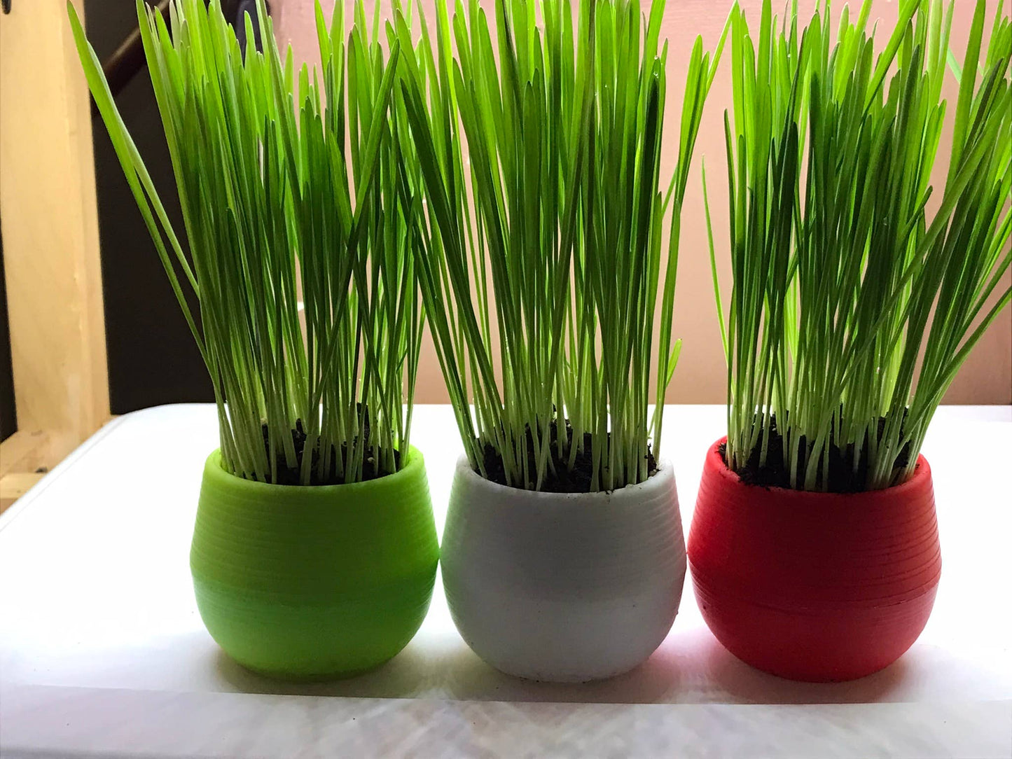 Cat Grass Gardens