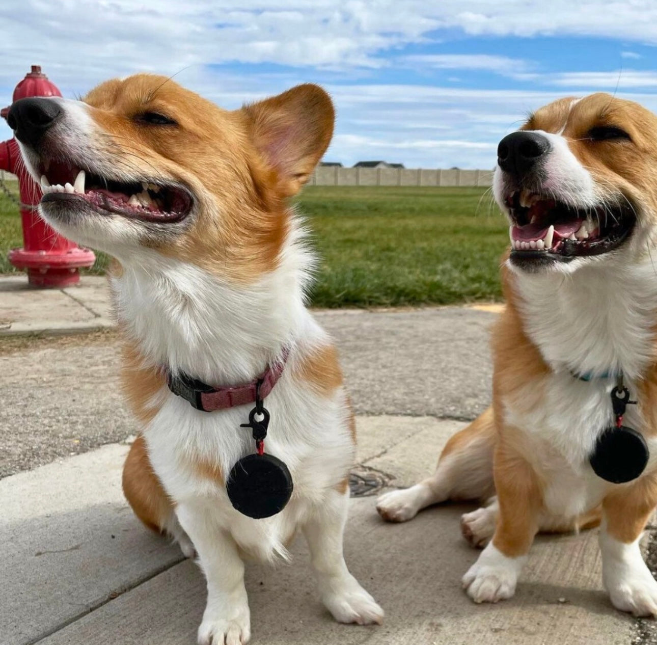 Lazy Leash. Pocket-Size Adjustable Power Leash. Clip-on Dog Lead.