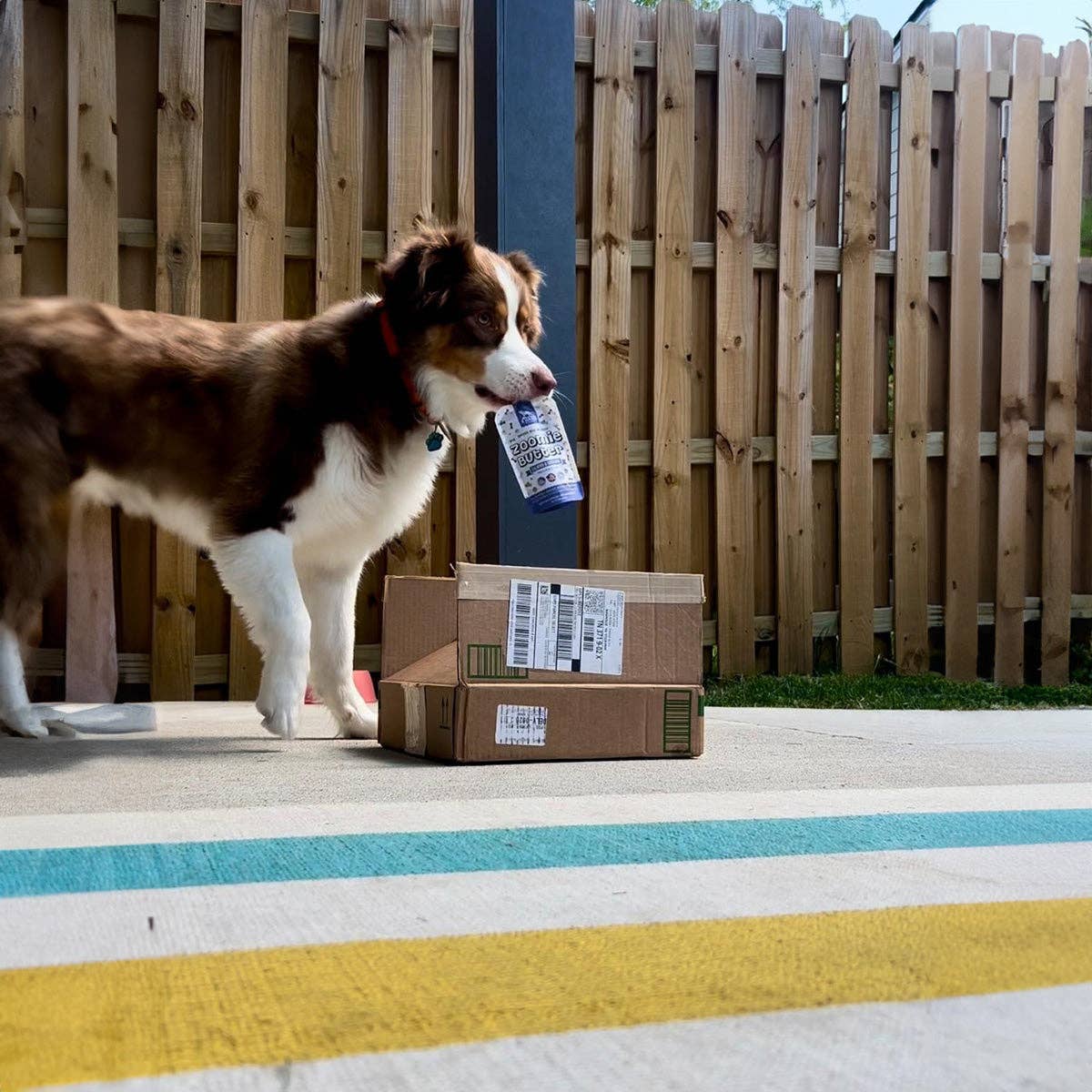 Zoomie Butter: Stress & Anxiety